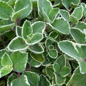 Cuban oregano (Mexican mint)