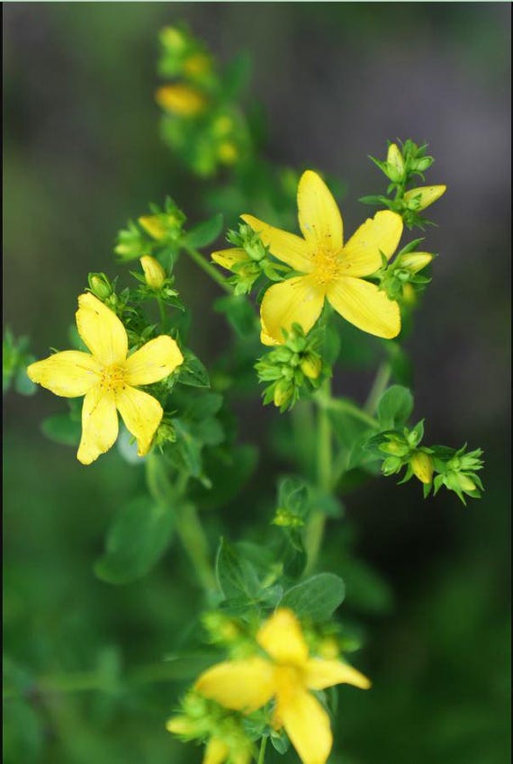 ST JOHN'S WORT