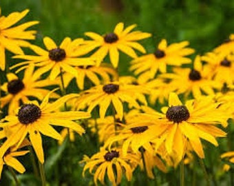 Black Eyed Susan, Rudbeckia plants (organic)