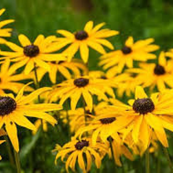 Black Eyed Susan, Rudbeckia plants (organic)