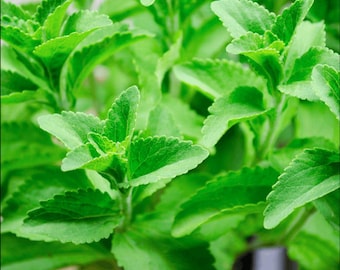 Stevia (sweet herb) Organic Plants