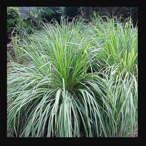 May include: A close-up of a patch of green lemongrass plants. The plants are tall and have long, narrow leaves.