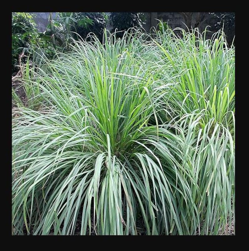 May include: A close-up of a patch of green lemongrass plants. The plants are tall and have long, narrow leaves.
