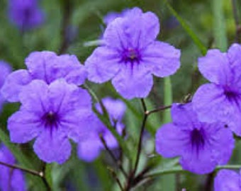 Mexican Petunia