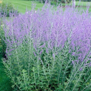 Russian Sage Plant (live starter plant) organic