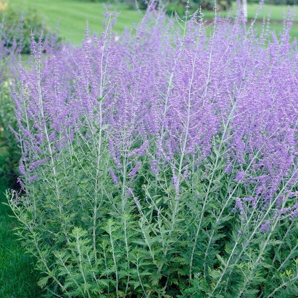 Russian Sage Plant (live starter plant) organic