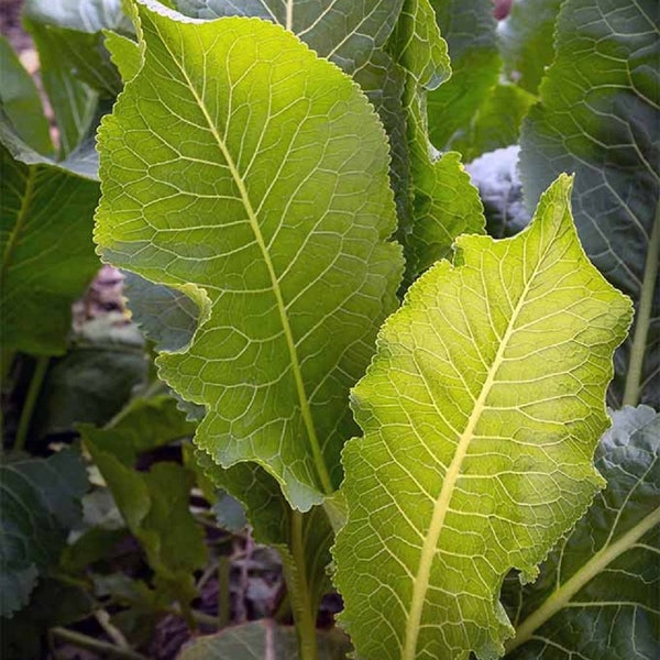 Horseradish plants (organic)