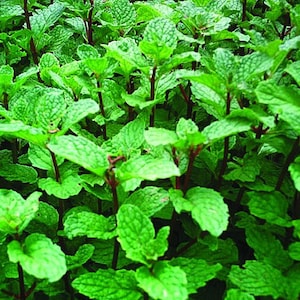 Mojito Mint Plants (organic)