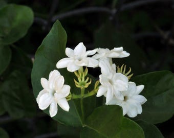 Arabian Jasmine Plant (Jasminum sambac), Fragrant Live Plant