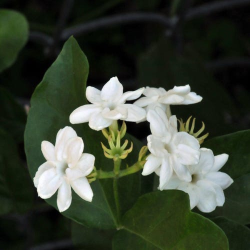 Planta de jazmín árabe (Jasminum sambac), Doncella de Orleans, planta viva fragante.