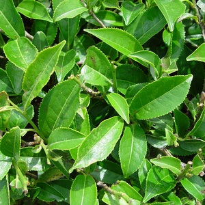 Pode incluir: Close-up de folhas de ch&aacute; verde vibrantes, mostrando suas superf&iacute;cies texturizadas e bordas serrilhadas. As folhas s&atilde;o densamente compactadas, criando um fundo natural exuberante. A imagem destaca a apar&ecirc;ncia fresca e saud&aacute;vel da planta do ch&aacute;.