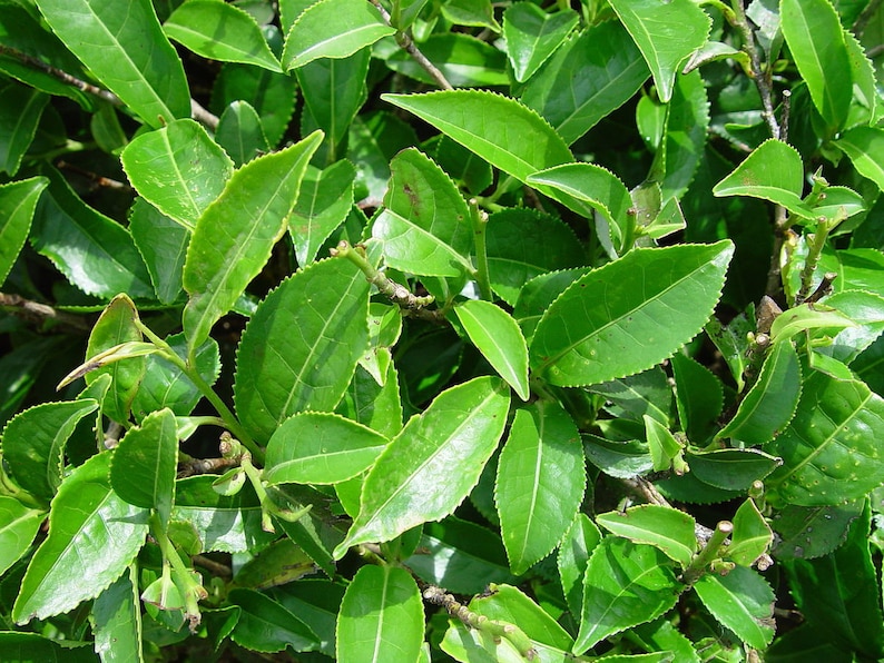 Pode incluir: Close-up de folhas de ch&aacute; verde vibrantes, mostrando suas superf&iacute;cies texturizadas e bordas serrilhadas. As folhas s&atilde;o densamente compactadas, criando um fundo natural exuberante. A imagem destaca a apar&ecirc;ncia fresca e saud&aacute;vel da planta do ch&aacute;.