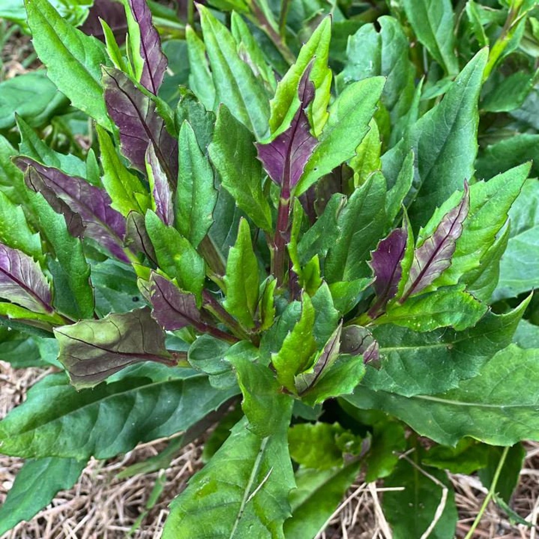 Okinawan Spinach Plant Etsy