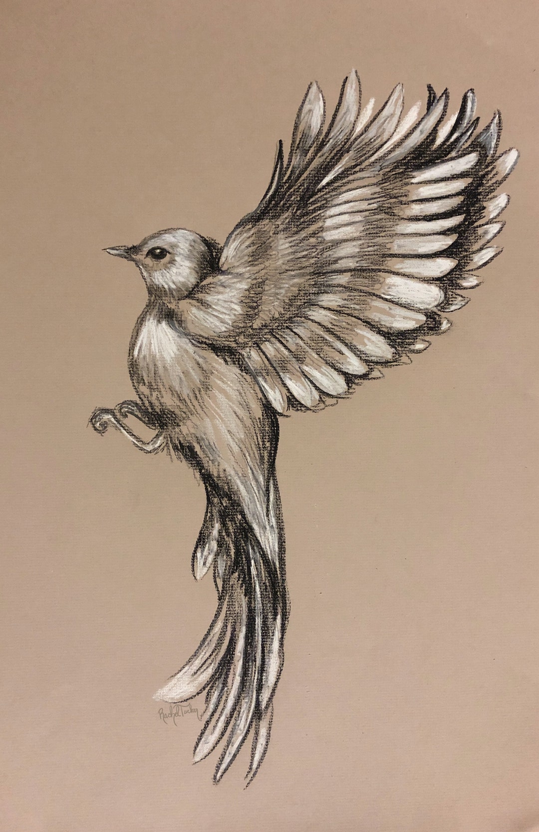 Bird Art: Drawing birds using graphite & coloured pencils eBook : Woollett,  Alan: Amazon.in: Kindle Store