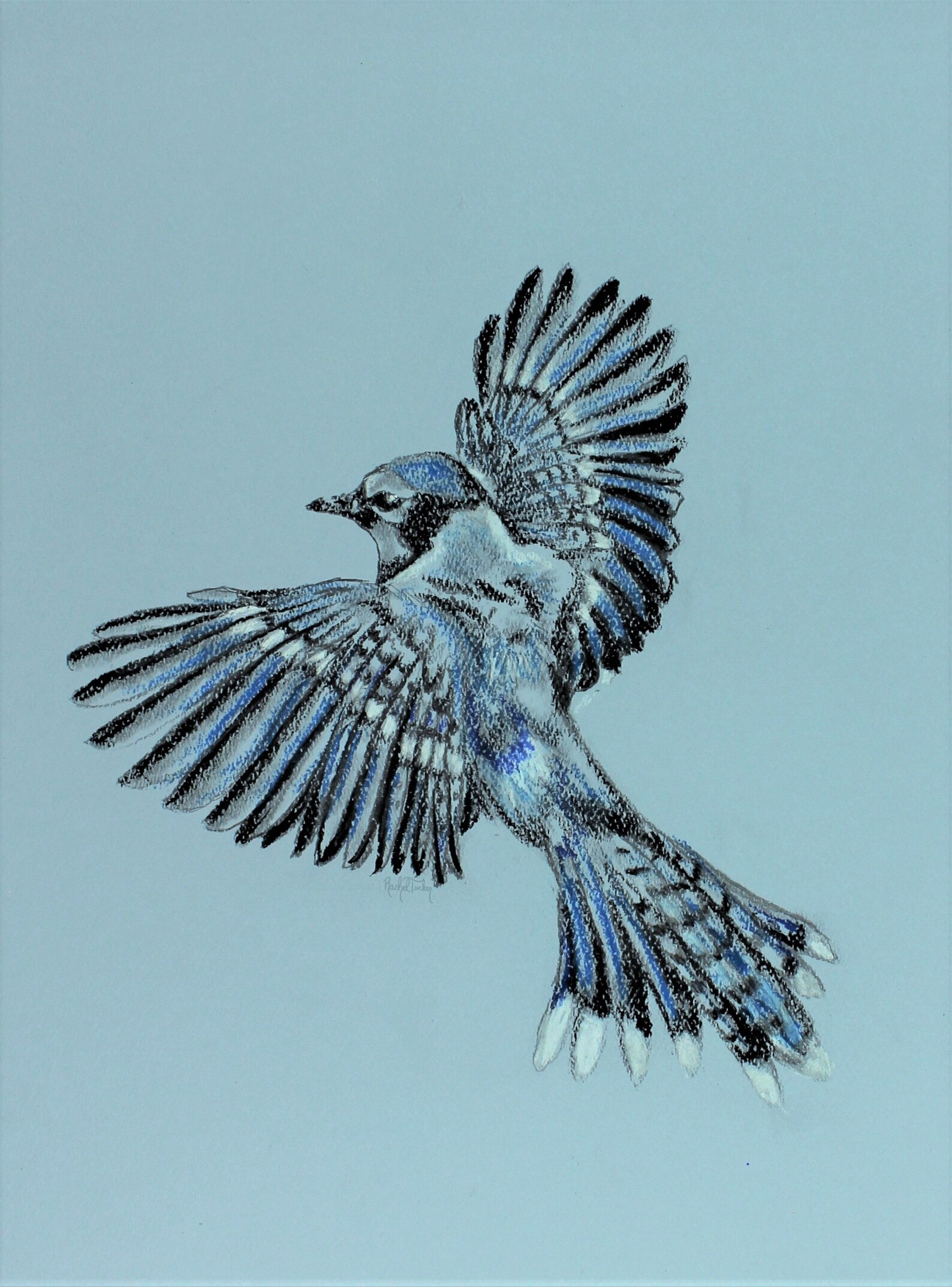 Glide-original Drawing in Charcoal on Pastel Paper, Bird in Flight ...