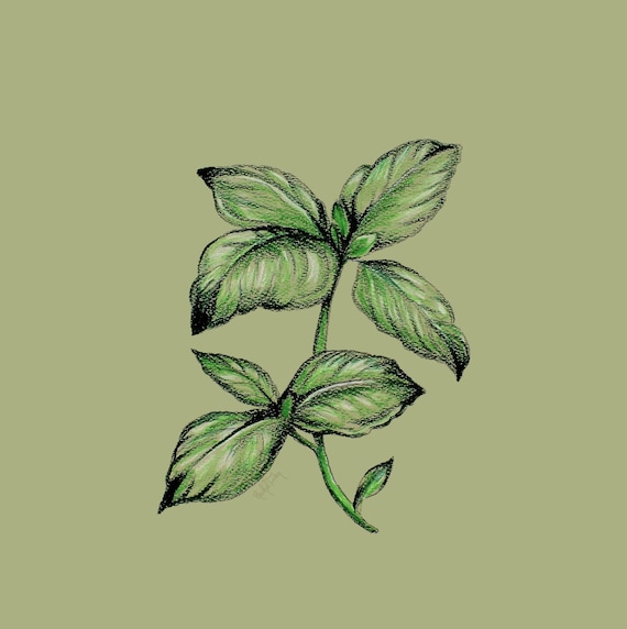 Sweet Basil-original Drawing/fine Art/botanical Art/floral/drawing/  Contemporary Boho/floral Design/original Artwork/flower Art - Etsy