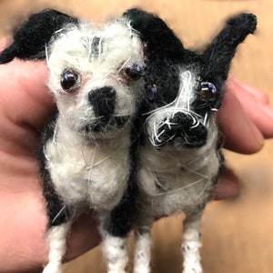 Tierportrait (Mehrere) • Boston Terrier