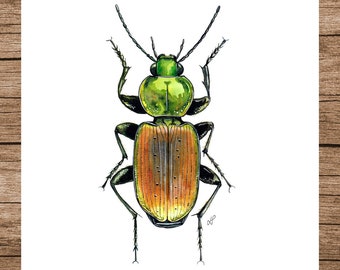 Insect Poster, Insect Print, Watercolour Illustration, Printable Art, PDF, Digital A5 Poster Download, Wall Art, Ground Beetle