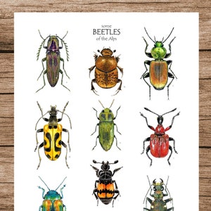 Cartel de insectos, Impresión de insectos, Ilustración en acuarela, PDF, Digital A3, Descarga de póster A4, Arte de pared, Escarabajos de los Alpes, Insectos, Coleópteros