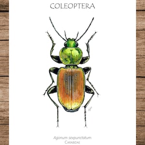 Insect Poster, Insect Print, Watercolour Illustration, Printable Art, PDF, Digital A5 Poster Download, Wall Art, Ground Beetle