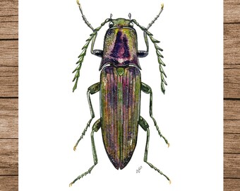 Insect Poster, Insect Print, Watercolour Illustration, Printable Art, PDF, Digital A5 Poster Download, Wall Art, Click Beetle