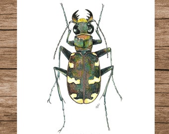 Insect Poster, Insect Print, Watercolour Illustration, Printable Art, PDF, Digital A5 Poster Download, Wall Art, Tiger Beetle