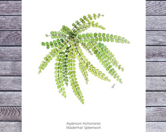 Fern Illustration, Asplenium, Fern Wall Art, Botanical Print, Printable Art, Digital A5 Download, Pteridophyta, Watercolor, Spleenwort