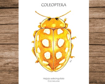Insect Poster, Insect Print, Watercolour Illustration, Printable Art, PDF, Digital A5 Poster Download, Wall Art, Lady Beetle