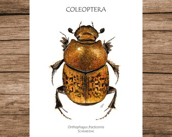 Insect Poster, Insect Print, Watercolour Illustration, Printable Art, PDF, Digital A5 Poster Download, Wall Art, Beetle, Scarab Beetle