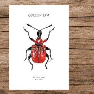 May include: A red and black beetle with long antennae, labeled "COLEOPTERA" and "Apoderus coryli ATTELABIDAE".