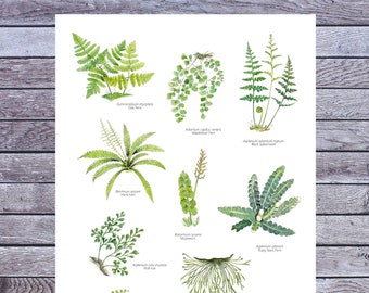 Fern poster, Wall art, Fern Print, Plant Printable Art, Digital A3 Poster Download, Pteridophyta, Watercolor, Botanical illustration