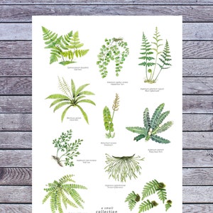 Fern poster, Wall art, Fern Print, Plant Printable Art, Digital A3 Poster Download, Pteridophyta, Watercolor, Botanical illustration