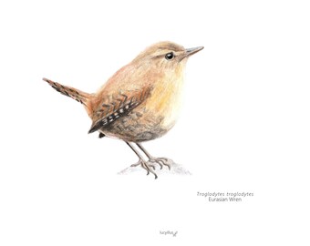 Bird Poster, Bird print, Bird illustration, Wall art, Printable Art, Digital Poster Download, Watercolor, Wren, Troglodytes troglodytes
