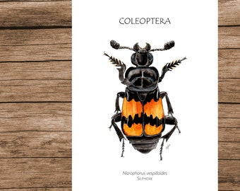 Insect Poster, Insect Print, Watercolour Illustration, Printable Art, PDF, Digital A5 Poster Download, Wall Art, Burying Beetle