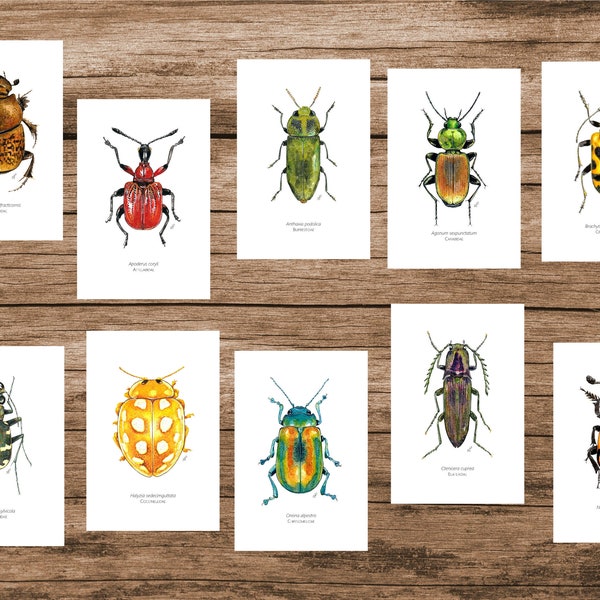 Nature Postcards, Insect Postcard, Insect Print, Watercolour Illustration, PDF, 10 Postcards Download, Beetles of the Alps, Bugs, Coleoptera