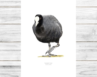 Bird print, Eurasian Coot, Wall art, Bird Illustration, Printable Art, Digital Download, Watercolor, Water Birds, Rallidae, Rail, Crake