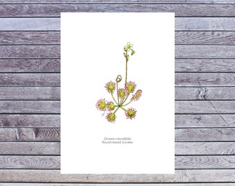 Carnivorous plant, Plant poster, Wall art, Plant Printable Art, Digital A5 Download, Drosera, Watercolor, Botanical illustration, wetland