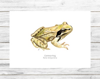 Frog print, Common Frog, Wall art, Amphibian illustration, Printable Art, Digital Poster Download, Watercolor, Animals of the Alps, Wetlands