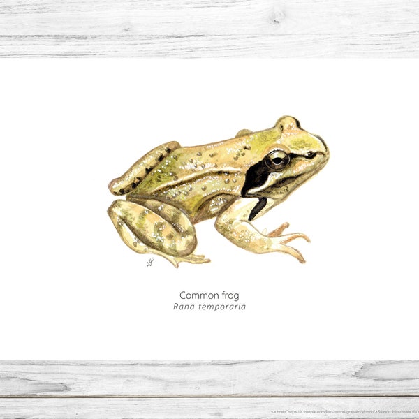 Frog print, Common Frog, Wall art, Amphibian illustration, Printable Art, Digital Poster Download, Watercolor, Animals of the Alps, Wetlands