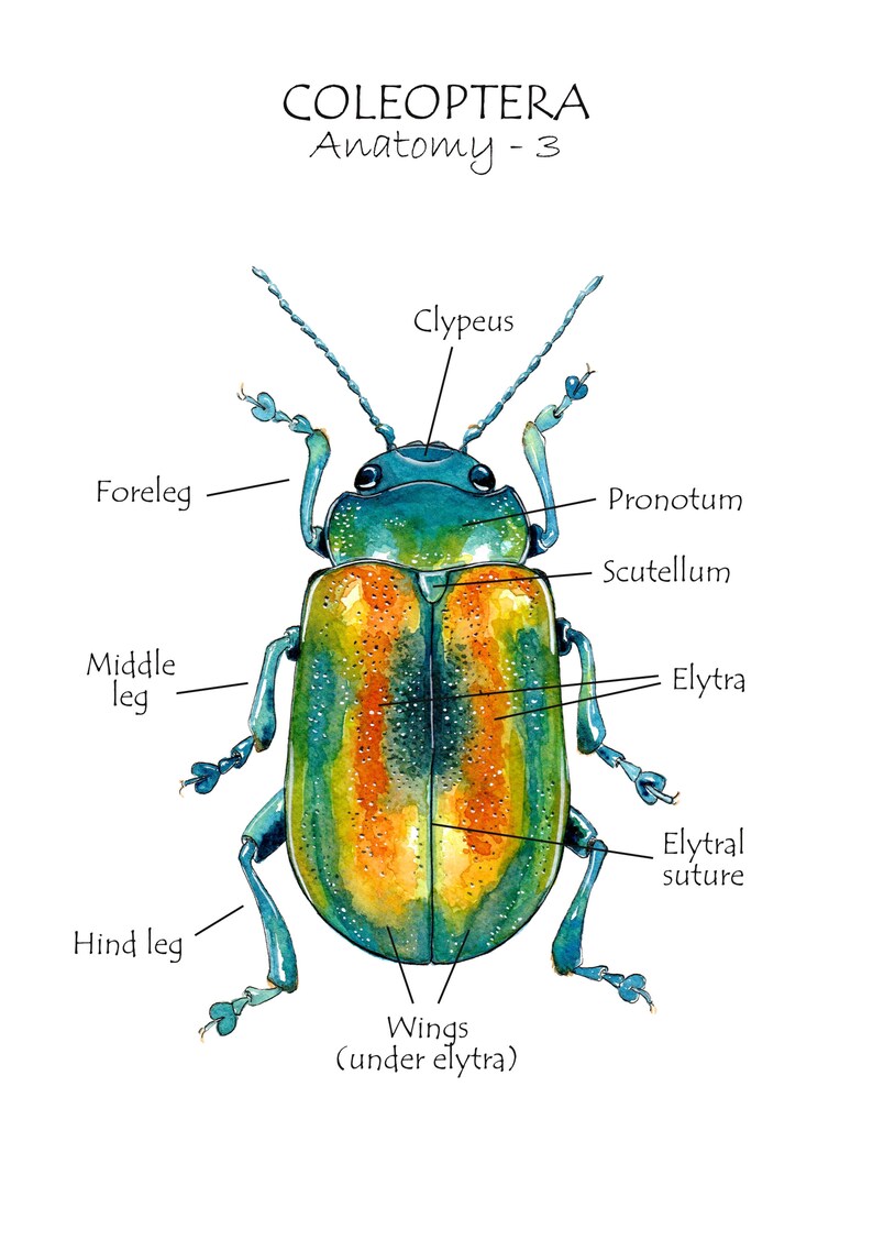 Beetle Anatomy, Homeschool Resources, Montessori Cards, Learning Cards ...