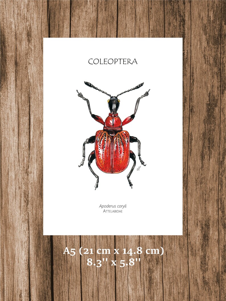 Insect Poster, Insect Print, Watercolour Illustration, Printable Art ...