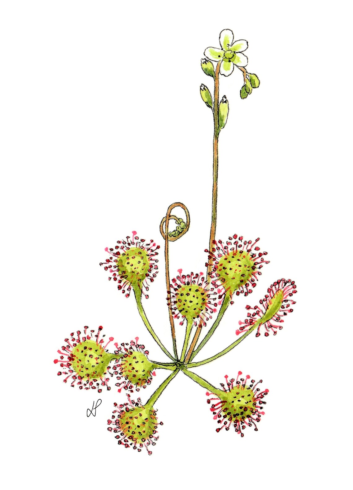 Carnivorous Plant, Plant Poster, Wall Art, Plant Printable Art, Digital