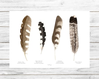 Feather Poster, Bird print, Bird illustration, Wall art, Printable Art, Digital Poster Download, Watercolor, Animals of the Alps, Feathers