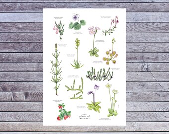 Wetlands poster, Carnivorous plant, Plant poster, Wall art, Plant Printable Art, Digital A3 Download, Watercolor, Botanical illustration