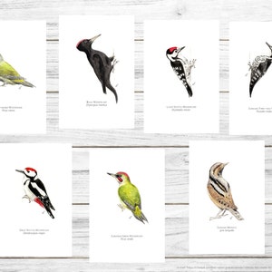 Nature Postcards, Birds Postcard, Birds Print, Watercolour Illustration, PDF, 7 Postcards Download, Woodpeckers of the Alps