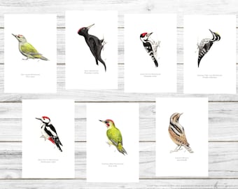 Nature Postcards, Birds Postcard, Birds Print, Watercolour Illustration, PDF, 7 Postcards Download, Woodpeckers of the Alps