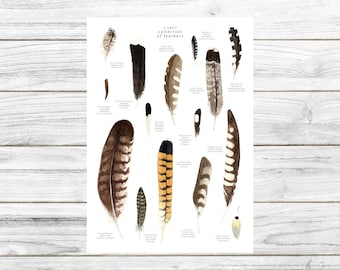 Feather Poster, Bird print, Bird illustration, Wall art, Printable Art, Digital Poster Download, Watercolor, Animals of the Alps, Home made