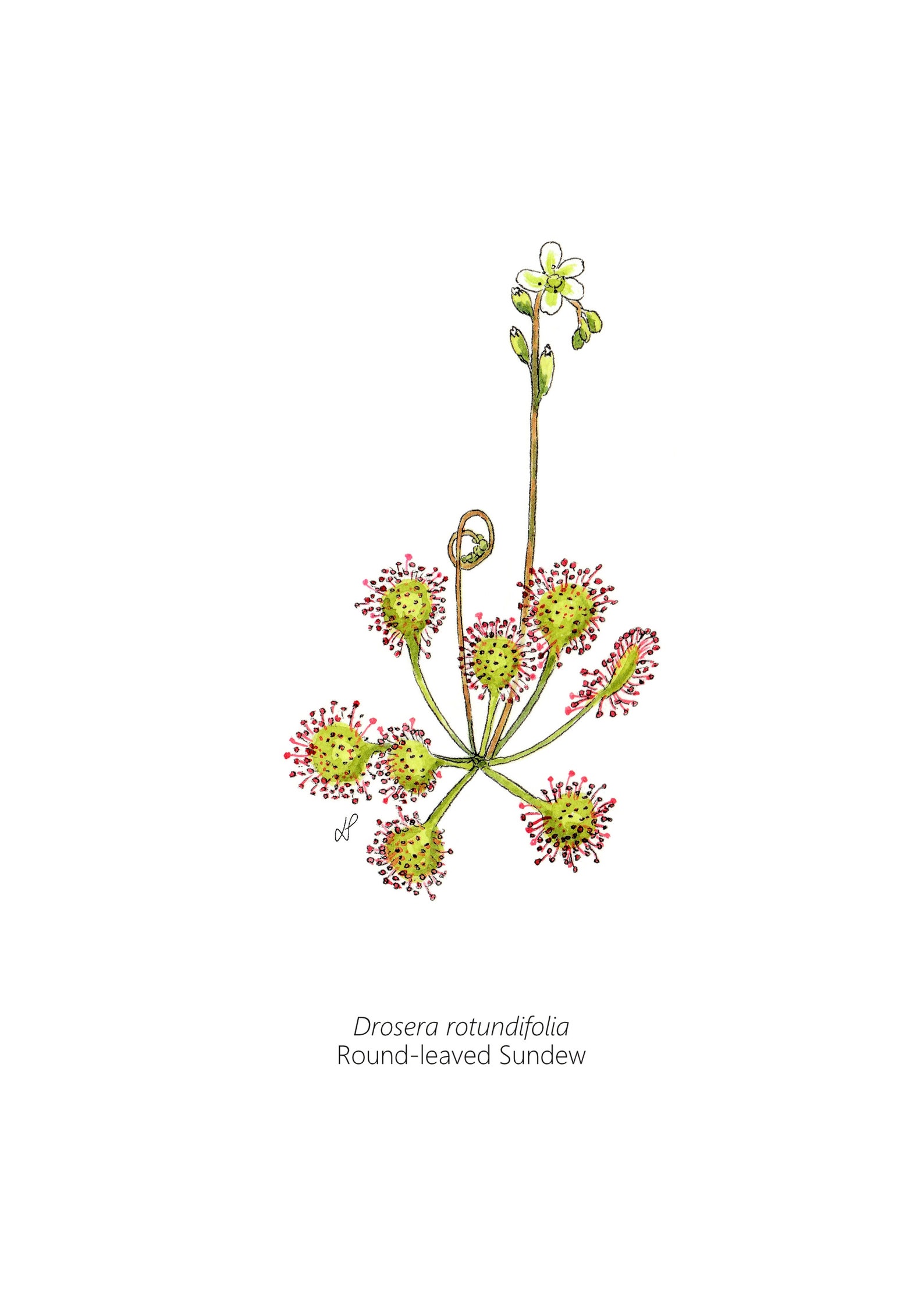 Carnivorous Plant, Plant Poster, Wall Art, Plant Printable Art, Digital ...