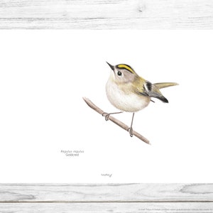 Bird Poster, Bird print, Bird illustration, Wall art, Printable Art, Digital Poster Download, Watercolor, Goldcrest, Regulus regulus