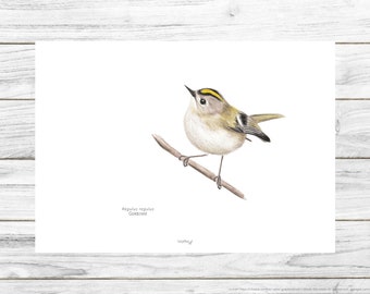 Bird Poster, Bird print, Bird illustration, Wall art, Printable Art, Digital Poster Download, Watercolor, Goldcrest, Regulus regulus